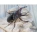 画像1: ☆入手困難種☆アマミミヤマクワガタ♂46ミリ♀31ミリペア販売！！ (1)