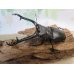画像1: ☆新成虫☆ギラファノコギリクワガタ（亜種ケイスケ）♂99ミリ♀48ミリ別血統ペア販売！！ (1)