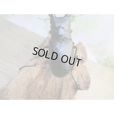 画像3: ☆新成虫☆ギラファノコギリクワガタ(亜種ケイスケ)♂100ミリ♀49ミリ別血統ペア販売!!