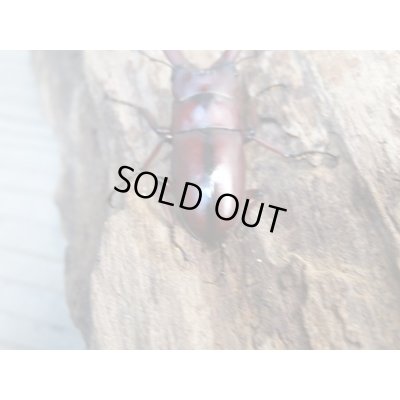 画像3: 新成虫☆WF4☆ラテロタルススノコギリクワガタ♂43ミリ♀フリーサイズ＋♀フリーサイズトリオ販売！！