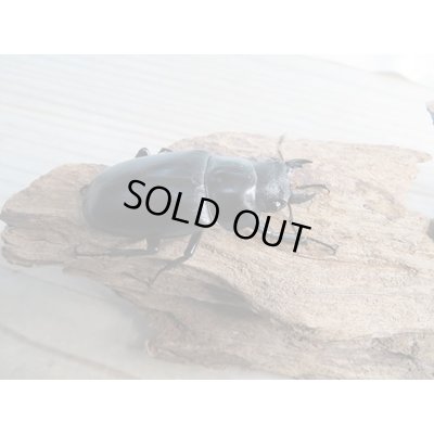 画像4: ☆新成虫☆ギラファノコギリクワガタ(亜種ケイスケ)♂100ミリ♀49ミリ別血統ペア販売!!