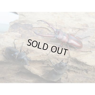 画像5: 新成虫☆WF4☆ラテロタルススノコギリクワガタ♂43ミリ♀フリーサイズ＋♀フリーサイズトリオ販売！！