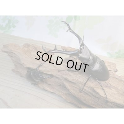 画像5: ☆新成虫☆ギラファノコギリクワガタ(亜種ケイスケ)♂100ミリ♀49ミリ別血統ペア販売!!