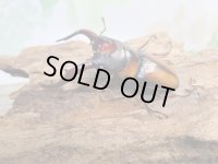 ☆美麗人気種☆新成虫！ミラビリスノコギリクワガタ♂60ミリ♀26ミリ別血統ペア販売！！