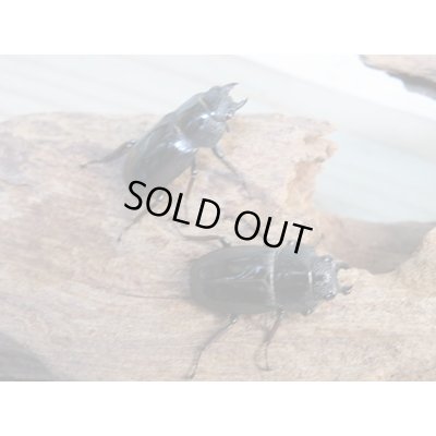 画像4: 新成虫☆WF4☆ラテロタルススノコギリクワガタ♂43ミリ♀フリーサイズ＋♀フリーサイズトリオ販売！！