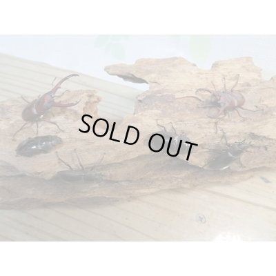 画像6: 新成虫☆WF4☆ラテロタルススノコギリクワガタ♂43ミリ♀フリーサイズ＋♀フリーサイズトリオ販売！！