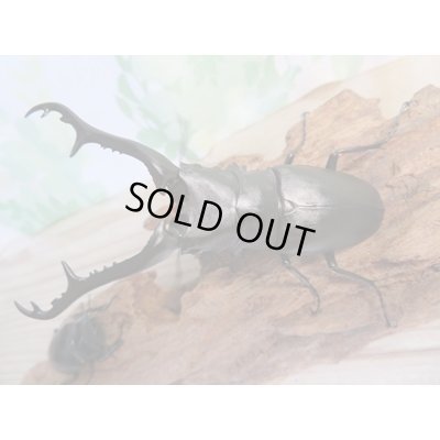 画像6: ☆新成虫☆ギラファノコギリクワガタ(亜種ケイスケ)♂100ミリ♀49ミリ別血統ペア販売!!