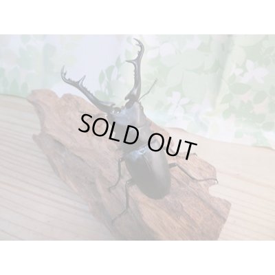 画像7: ☆新成虫☆ギラファノコギリクワガタ(亜種ケイスケ)♂100ミリ♀49ミリ別血統ペア販売!!