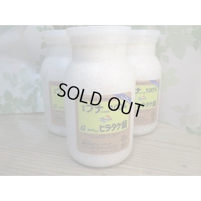 画像1: フォーテック製☆ブナ100％×ヒラタケ　菌床ボトル850cc
