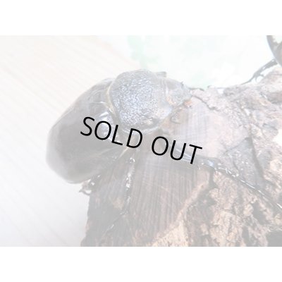 画像4: ☆新成虫☆マルスゾウカブト♂105ミリ♀70ミリペア販売！！