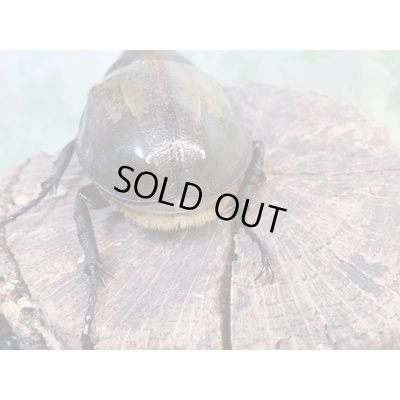 画像3: ☆新成虫☆D.H.パスコアリ♂84ミリ♀61ミリペア+♀57ミリ計3頭トリオ販売!!