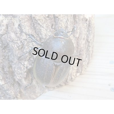 画像4: ☆新成虫☆D.H.パスコアリ♂84ミリ♀61ミリペア+♀57ミリ計3頭トリオ販売!!