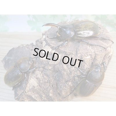 画像6: ☆新成虫☆D.H.パスコアリ♂84ミリ♀61ミリペア+♀57ミリ計3頭トリオ販売!!