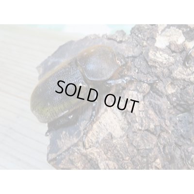 画像5: ☆新成虫☆D.H.パスコアリ♂84ミリ♀61ミリペア+♀57ミリ計3頭トリオ販売!!