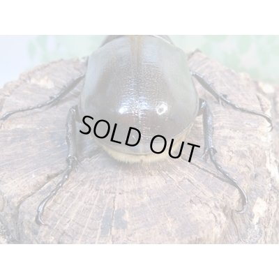 画像3: ☆新成虫☆D.H.パスコアリ♂90ミリ♀64ミリペア+♀62ミリ計3頭トリオ販売!!