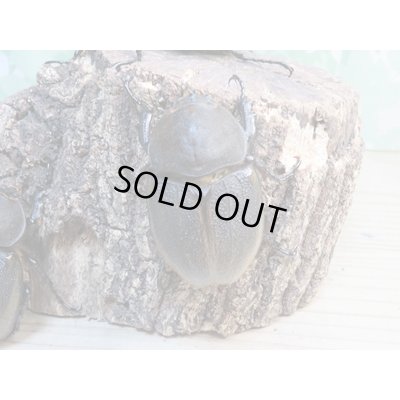 画像4: ☆新成虫☆D.H.パスコアリ♂90ミリ♀64ミリペア+♀62ミリ計3頭トリオ販売!!