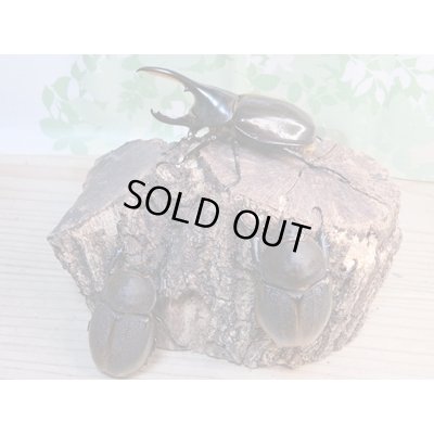 画像6: ☆新成虫☆D.H.パスコアリ♂90ミリ♀64ミリペア+♀62ミリ計3頭トリオ販売!!