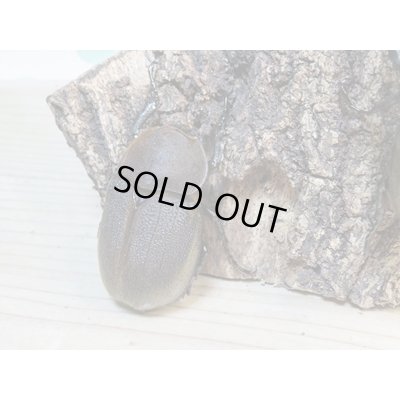 画像5: ☆新成虫☆D.H.パスコアリ♂90ミリ♀64ミリペア+♀62ミリ計3頭トリオ販売!!