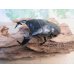 画像1: 新成虫☆WF1☆ダイオウヒラタクワガタ♂79ミリ♀46ミリペア販売！！ (1)