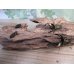 画像5: 新成虫☆ベララベラ産☆スぺキオススホソアカクワガタ♂49ミリ♀フリーサイズペア販売！！ (5)