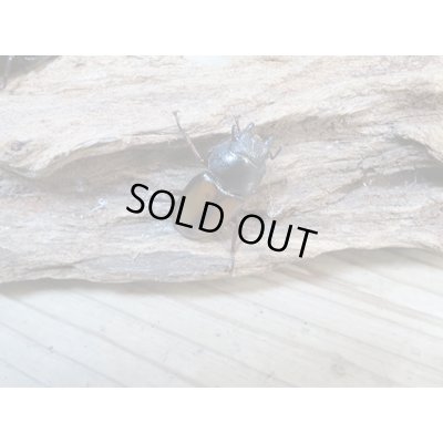 画像5: 今季ブリード用☆WF3☆ウムハンギノコギリクワガタ♂58ミリ♀33ミリペア+♀28ミリトリオ販売!!