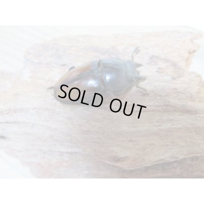 画像4: 今季ブリード用☆WF3☆ウムハンギノコギリクワガタ♂58ミリ♀33ミリペア+♀28ミリトリオ販売!!