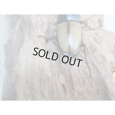 画像3: 今季ブリード用☆WF3☆ウムハンギノコギリクワガタ♂58ミリ♀33ミリペア+♀28ミリトリオ販売!!