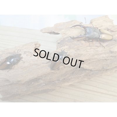 画像6: 今季ブリード用☆WF3☆ウムハンギノコギリクワガタ♂58ミリ♀33ミリペア+♀28ミリトリオ販売!!