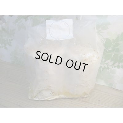 画像1: 新商品☆培養カワラ材☆Lサイズ×2本入り