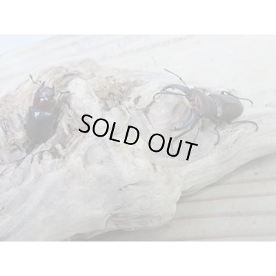 画像5: 新成虫☆WF2☆カツラホソアカクワガタ♂32ミリ♀21ミリペア販売！！