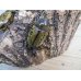 画像4: 新成虫☆ヒルスシロカブト♂53ミリ♀44ミリペア＋♀44ミリトリオ販売！！