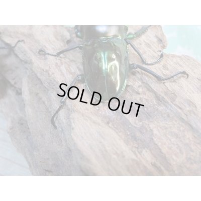 画像3: ☆即ブリ☆ニジイロクワガタ(グリーン血統)♂52ミリ♀フリーサイズペア+♀フリーサイズトリオ販売!!