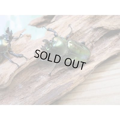 画像4: ☆即ブリ☆ニジイロクワガタ(グリーン血統)♂52ミリ♀フリーサイズペア+♀フリーサイズトリオ販売!!