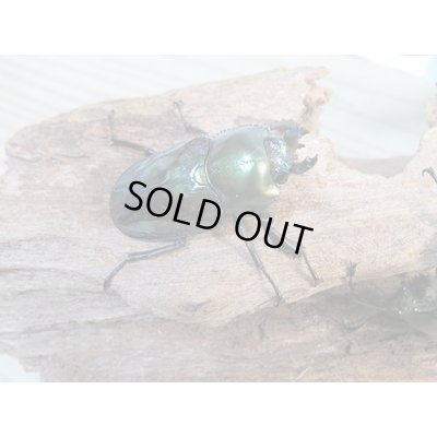 画像5: ☆即ブリ☆ニジイロクワガタ(グリーン血統)♂52ミリ♀フリーサイズペア+♀フリーサイズトリオ販売!!