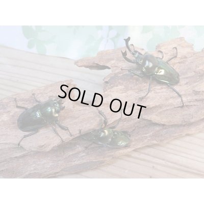 画像6: ☆即ブリ☆ニジイロクワガタ(グリーン血統)♂52ミリ♀フリーサイズペア+♀フリーサイズトリオ販売!!