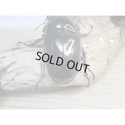 画像3: ☆大型新成虫☆タランドゥスオオツヤクワガタ♂89ミリ♀56.5ミリペア+♀55ミリ計3頭トリオ販売!!