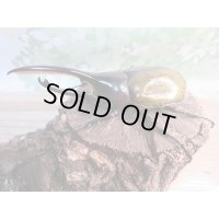 ☆新成虫☆D.H.リッキー♂112ミリ♀60ミリペア販売！！