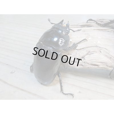 画像5: ☆大型新成虫☆タランドゥスオオツヤクワガタ♂89ミリ♀56.5ミリペア+♀55ミリ計3頭トリオ販売!!