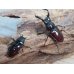 画像5: ☆美麗新成虫☆オーベルチュールクロツヤシカクワガタ♂43ミリ♀27ミリペア販売！！ (5)