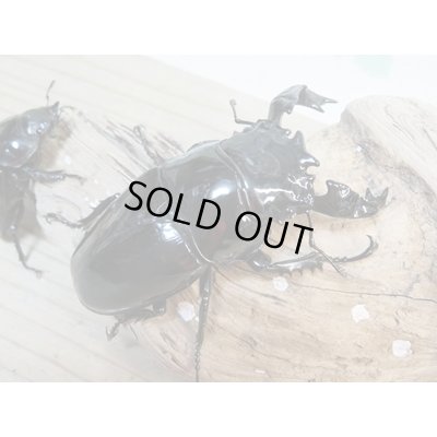 画像1: ☆大型新成虫☆タランドゥスオオツヤクワガタ♂89ミリ♀56.5ミリペア＋♀55ミリ計3頭トリオ販売！！