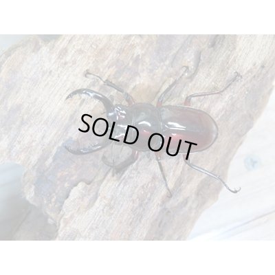画像2: ☆美麗新成虫☆オーベルチュールクロツヤシカクワガタ♂43ミリ♀27ミリペア販売！！