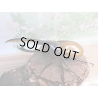 ☆新成虫☆D.H.リッキー♂125ミリ♀63ミリペア販売！！