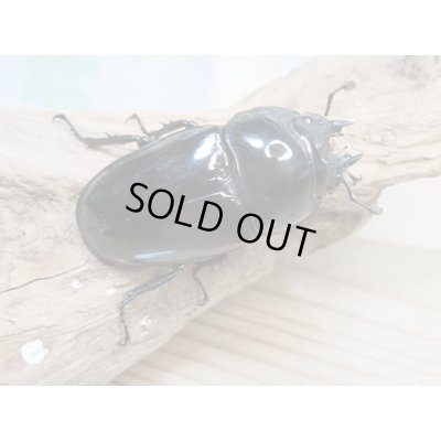 画像4: ☆大型新成虫☆タランドゥスオオツヤクワガタ♂89ミリ♀56.5ミリペア+♀55ミリ計3頭トリオ販売!!