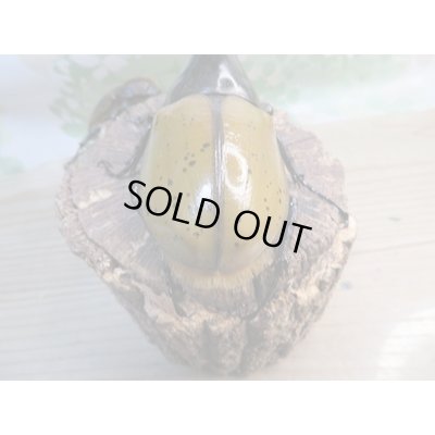 画像3: ☆新成虫☆D.H.リッキー♂135ミリ♀65ミリペア販売！！