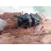 画像2: ☆新成虫☆タランドゥスオオツヤクワガタ♂58ミリ♀45ミリペア＋♀45ミリ計3頭トリオ販売！！ (2)