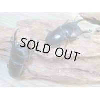 新成虫☆WF3☆ウィックハムヒラタクワガタ♂50ミリ〜52ミリ♀フリーサイズ全4ペア販売！！