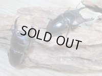 新成虫☆WF3☆ウィックハムヒラタクワガタ♂50ミリ〜52ミリ♀フリーサイズ全4ペア販売！！