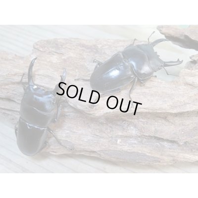 画像1: 新成虫☆WF3☆ウィックハムヒラタクワガタ♂50ミリ〜52ミリ♀フリーサイズ全4ペア販売！！
