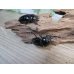 画像4: ☆新成虫☆タランドゥスオオツヤクワガタ♂60ミリ♀48ミリペア＋♀45ミリ計3頭トリオ販売！！ (4)