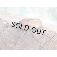 ☆新成虫☆マルガリータヒナカブト（オオカラカネヒナカブト）♂48ミリ♀37ミリペア販売！！